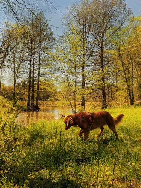 Photo un chien qui court sur le terrain.