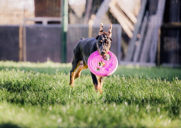 Photo un chien qui court sur le terrain.