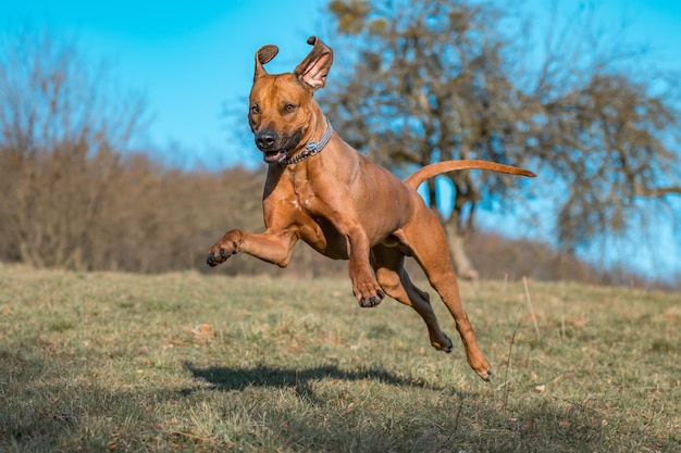 Photo un chien qui court sur la terre ferme.