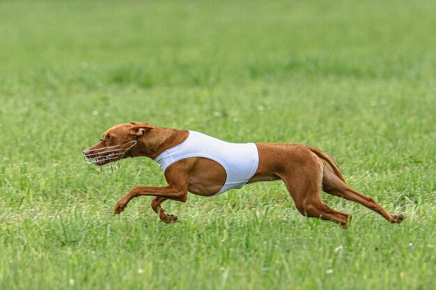 Chien qui court vite sur un champ vert lors d'une compétition de course aux leurres