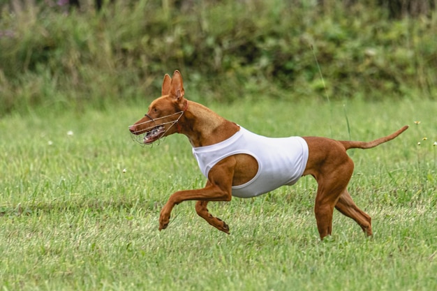 Chien qui court vite sur un champ vert lors d'une compétition de course aux leurres