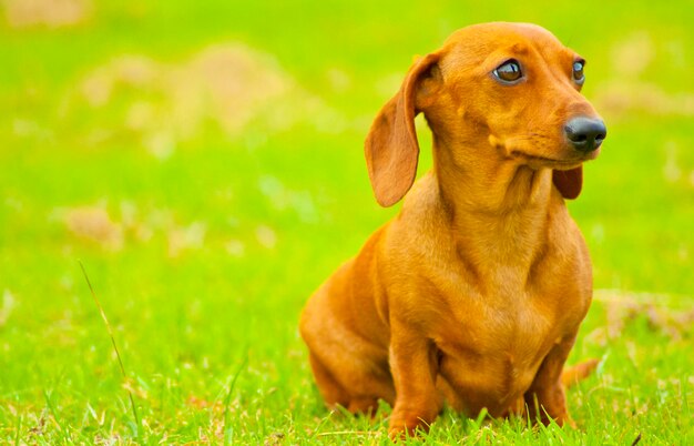 Photo un chien qui détourne le regard en s'asseyant sur l'herbe