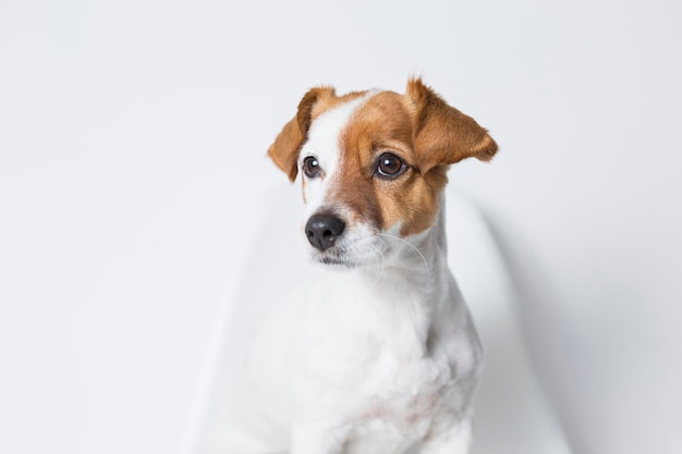 Un chien qui détourne son regard alors qu'il est assis sur un fond blanc