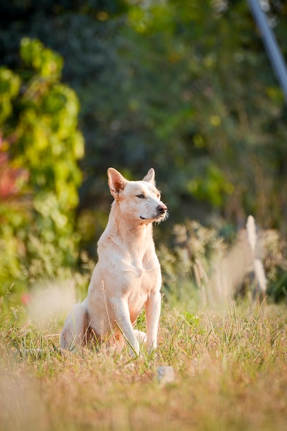 Un chien qui détourne son regard alors qu'il est assis sur l'herbe