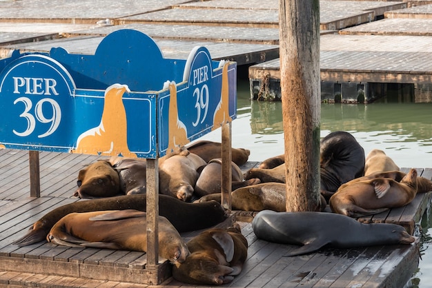 Photo un chien qui dort dans une piscine.