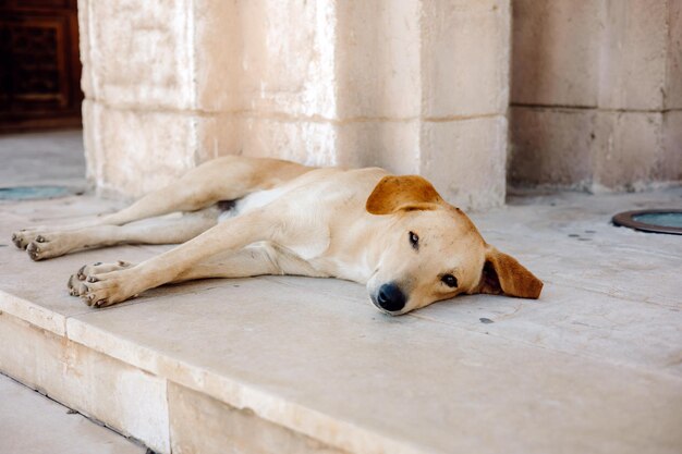 Chien qui dort par terre