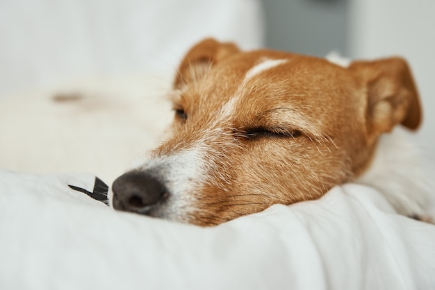 Chien qui dort et se repose au lit