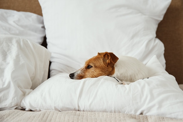 Chien qui dort et se repose au lit