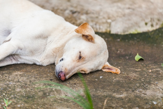 Chien qui dort sur le sol en ciment