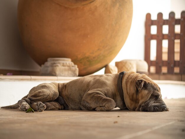 Photo un chien qui dort sur une table.