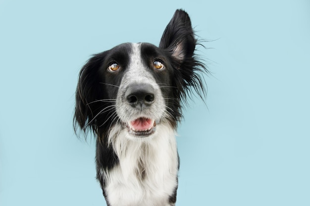 Chien qui écoute avec une oreille vers le haut. Isolé sur fond de couleur bleu