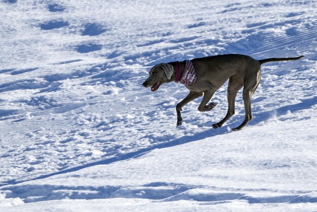 Un chien qui joue dans la neige.