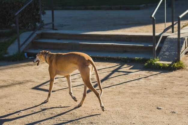 Photo un chien qui marche devant des marches.