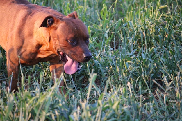 Photo un chien qui marche sur l'herbe