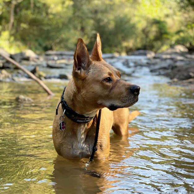 Un chien qui regarde ailleurs dans l'eau