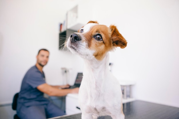 Un chien qui regarde la caméra.
