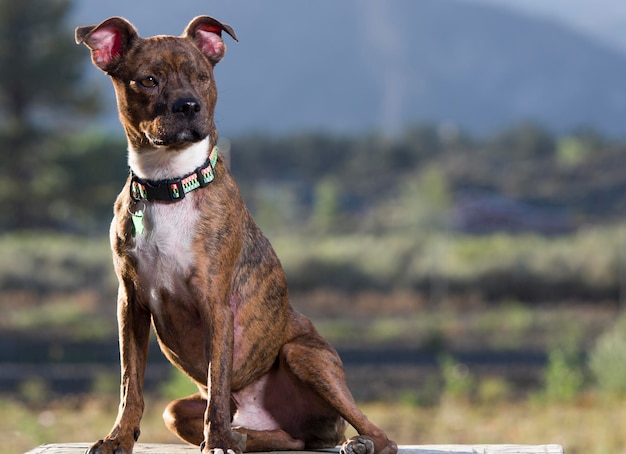 Photo un chien qui regarde le champ.