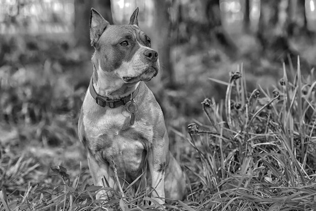 Photo un chien qui regarde le champ.