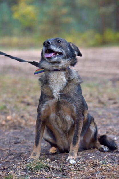 Photo un chien qui regarde le champ.