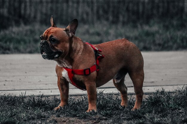 Photo un chien qui regarde le champ.