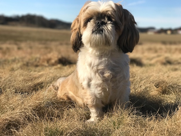 Un chien qui regarde le champ.