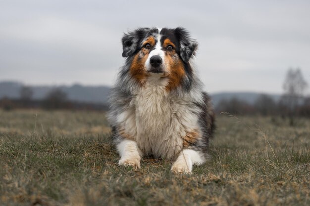 Un chien qui regarde le champ.