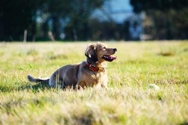 Photo un chien qui regarde le champ.