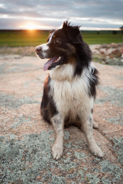 Photo un chien qui regarde loin sur la terre ferme.