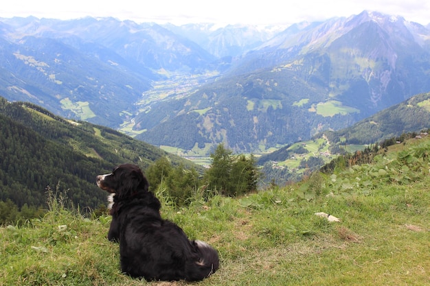 Photo le chien qui regarde la montagne