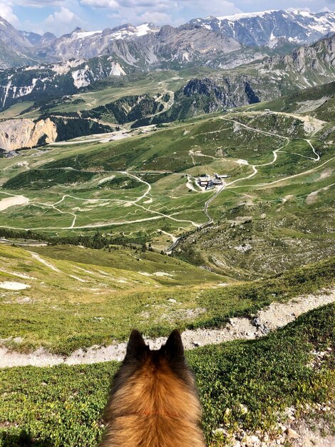 Photo un chien qui regarde les montagnes.