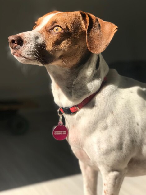 Photo un chien qui regarde le soleil je ne suis pas le seul à regarder le soleil