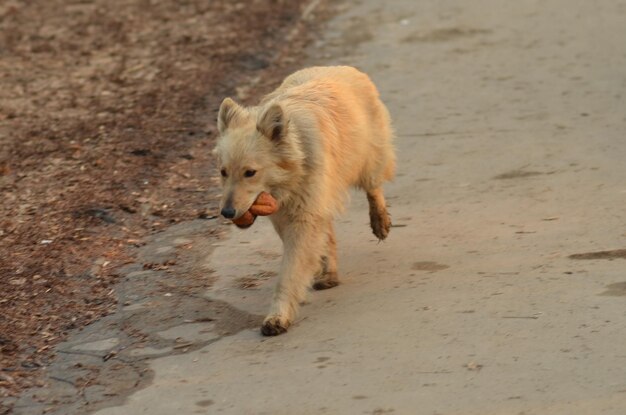 Photo un chien qui se promène dans un champ.