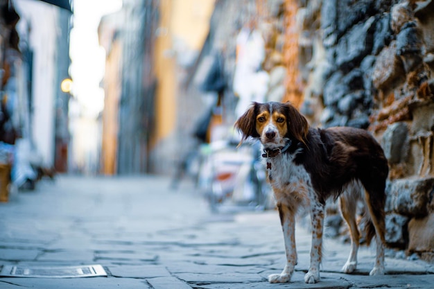 Photo un chien qui se promène.