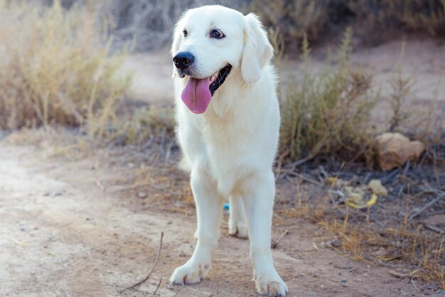 Photo un chien qui sort sa langue sur le champ.