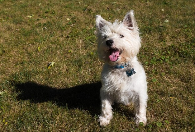 Photo un chien qui sort sa langue sur l'herbe.