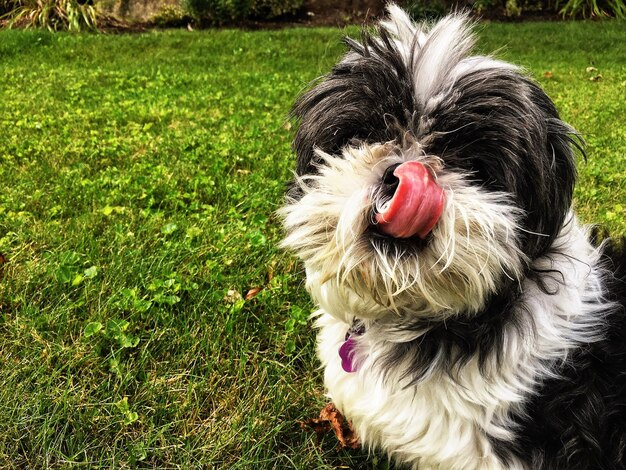 Photo un chien qui sort sa langue sur l'herbe.