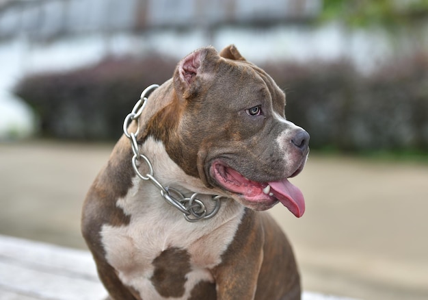 Photo un chien qui sort sa langue en se tenant sur du bois.