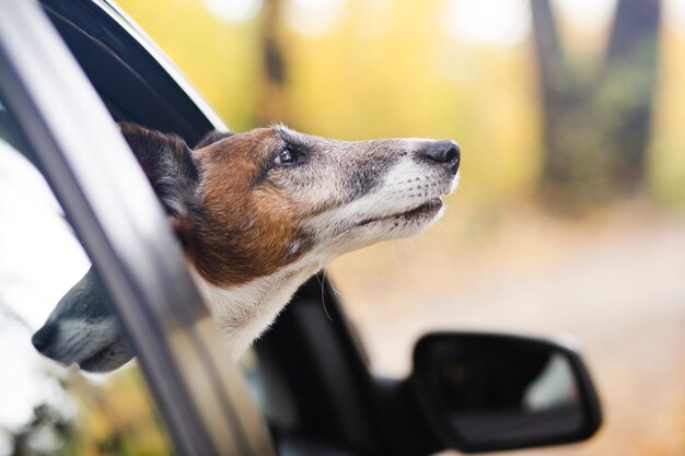 Chien qui sort la tête de la voiture