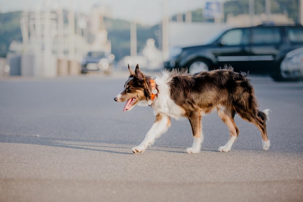 Un chien qui traverse une route avec une voiture en arrière-plan