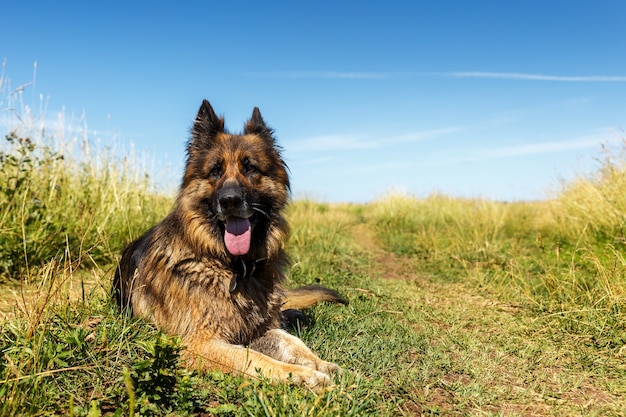 Chien de race berger allemand. Le chien se trouve sur l'herbe verte.