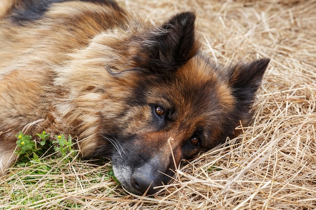 Chien de race berger allemand. Un chien triste et malade se trouve dans le foin. Gros plan d'un chien