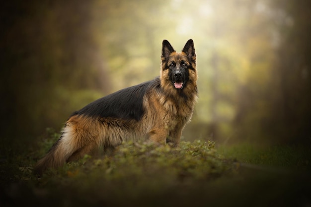 Chien de race berger allemand dans la forêt.