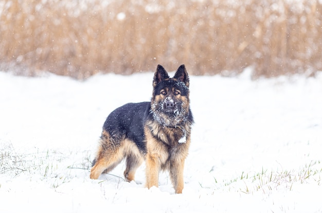 Chien de race berger allemand lors d'une chute de neige