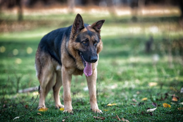 Chien de race berger allemand