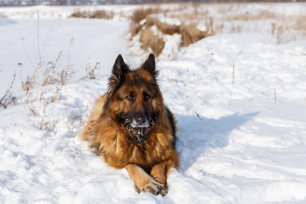 Chien de race berger allemand