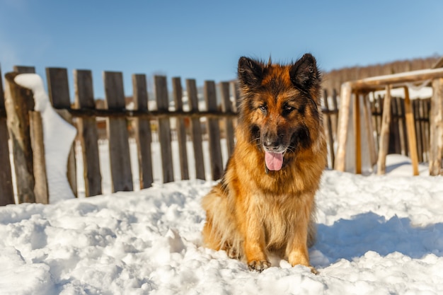 chien de race berger allemand