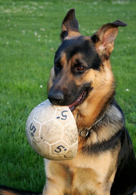 chien de race berger allemand