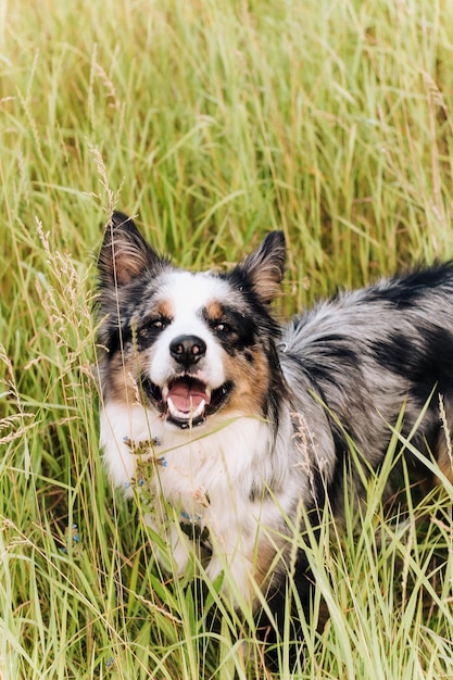 Un chien de la race berger australien aux yeux bruns sur un gros plan à pied