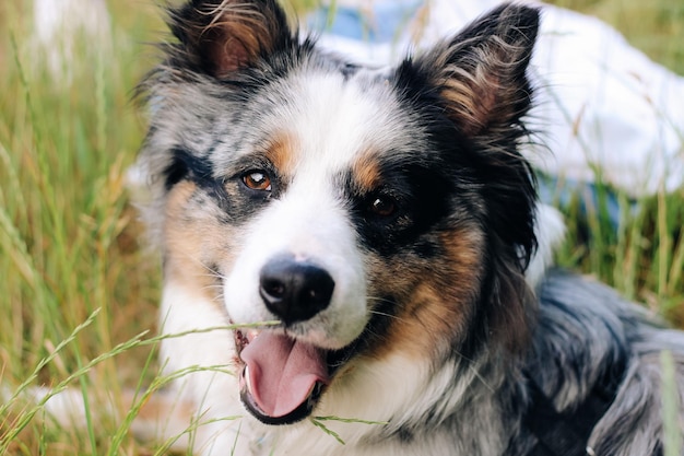 Un chien de la race berger australien aux yeux bruns sur un gros plan à pied