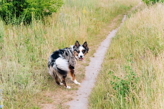 Un chien de la race berger australien aux yeux bruns sur un gros plan à pied